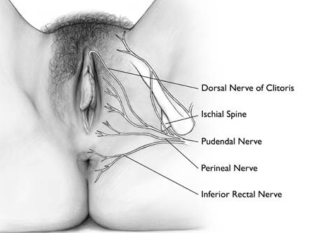 Figure F-17: Divisions of the pudendal nerve.