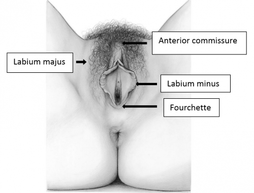 Figure F-7: Labia majora, labia minora, anterior commissure, and fourchette
