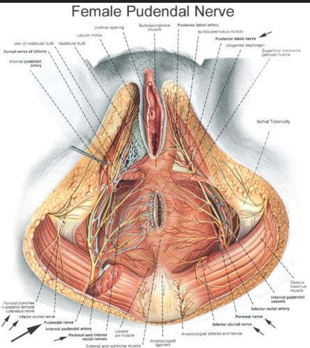 Figure F-8: Female pudendal nerve
