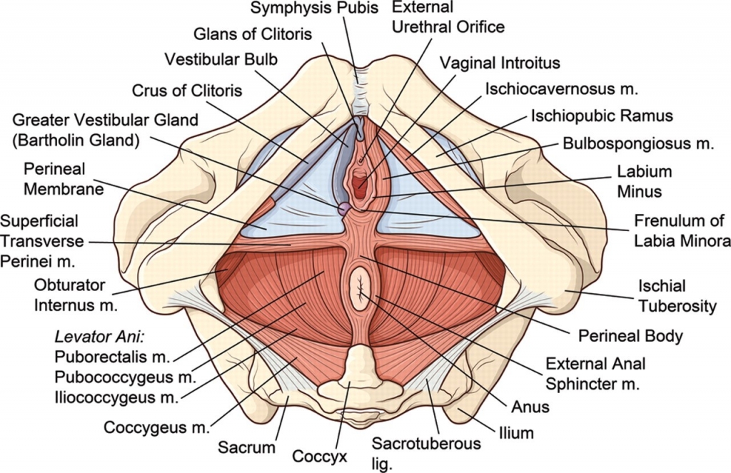 Figure F-1: Bony pelvis and female perineum