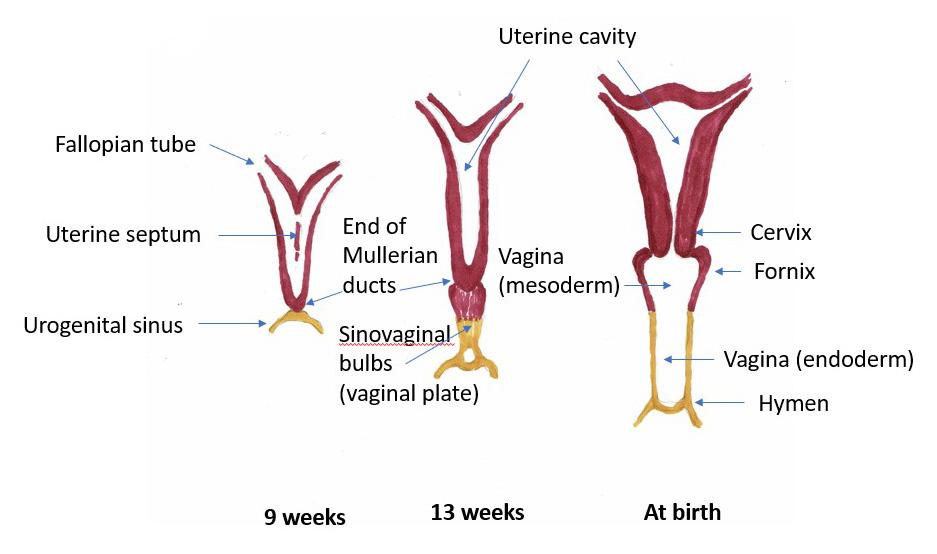 N: The vaginal architecture - Vulvovaginal Disorders